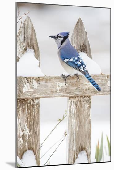 Wichita County, Texas. Blue Jay, Cyanocitta Cristata, Feeding in Snow-Larry Ditto-Mounted Photographic Print