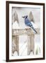 Wichita County, Texas. Blue Jay, Cyanocitta Cristata, Feeding in Snow-Larry Ditto-Framed Photographic Print