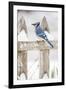 Wichita County, Texas. Blue Jay, Cyanocitta Cristata, Feeding in Snow-Larry Ditto-Framed Photographic Print