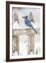 Wichita County, Texas. Blue Jay, Cyanocitta Cristata, Feeding in Snow-Larry Ditto-Framed Photographic Print