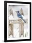 Wichita County, Texas. Blue Jay, Cyanocitta Cristata, Feeding in Snow-Larry Ditto-Framed Photographic Print