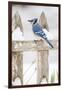 Wichita County, Texas. Blue Jay, Cyanocitta Cristata, Feeding in Snow-Larry Ditto-Framed Photographic Print