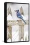 Wichita County, Texas. Blue Jay, Cyanocitta Cristata, Feeding in Snow-Larry Ditto-Framed Stretched Canvas