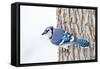 Wichita County, Texas. Blue Jay, Cyanocitta Cristata, Feeding in Snow-Larry Ditto-Framed Stretched Canvas