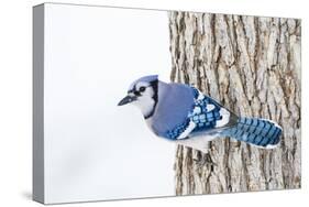 Wichita County, Texas. Blue Jay, Cyanocitta Cristata, Feeding in Snow-Larry Ditto-Stretched Canvas