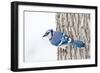 Wichita County, Texas. Blue Jay, Cyanocitta Cristata, Feeding in Snow-Larry Ditto-Framed Photographic Print