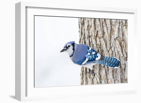 Wichita County, Texas. Blue Jay, Cyanocitta Cristata, Feeding in Snow-Larry Ditto-Framed Photographic Print