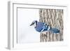 Wichita County, Texas. Blue Jay, Cyanocitta Cristata, Feeding in Snow-Larry Ditto-Framed Photographic Print