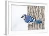 Wichita County, Texas. Blue Jay, Cyanocitta Cristata, Feeding in Snow-Larry Ditto-Framed Photographic Print