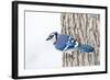 Wichita County, Texas. Blue Jay, Cyanocitta Cristata, Feeding in Snow-Larry Ditto-Framed Photographic Print