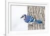 Wichita County, Texas. Blue Jay, Cyanocitta Cristata, Feeding in Snow-Larry Ditto-Framed Photographic Print