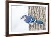 Wichita County, Texas. Blue Jay, Cyanocitta Cristata, Feeding in Snow-Larry Ditto-Framed Photographic Print