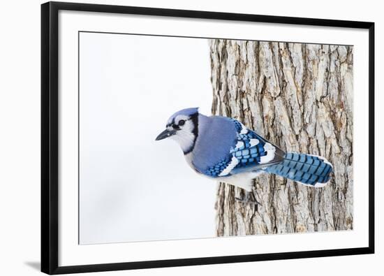 Wichita County, Texas. Blue Jay, Cyanocitta Cristata, Feeding in Snow-Larry Ditto-Framed Photographic Print