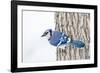 Wichita County, Texas. Blue Jay, Cyanocitta Cristata, Feeding in Snow-Larry Ditto-Framed Photographic Print