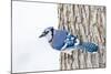 Wichita County, Texas. Blue Jay, Cyanocitta Cristata, Feeding in Snow-Larry Ditto-Mounted Photographic Print