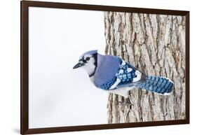 Wichita County, Texas. Blue Jay, Cyanocitta Cristata, Feeding in Snow-Larry Ditto-Framed Photographic Print