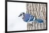 Wichita County, Texas. Blue Jay, Cyanocitta Cristata, Feeding in Snow-Larry Ditto-Framed Photographic Print