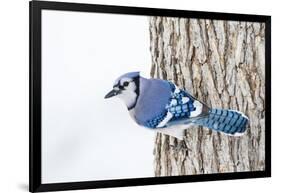 Wichita County, Texas. Blue Jay, Cyanocitta Cristata, Feeding in Snow-Larry Ditto-Framed Photographic Print