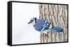 Wichita County, Texas. Blue Jay, Cyanocitta Cristata, Feeding in Snow-Larry Ditto-Framed Stretched Canvas