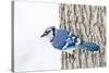 Wichita County, Texas. Blue Jay, Cyanocitta Cristata, Feeding in Snow-Larry Ditto-Stretched Canvas