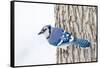 Wichita County, Texas. Blue Jay, Cyanocitta Cristata, Feeding in Snow-Larry Ditto-Framed Stretched Canvas