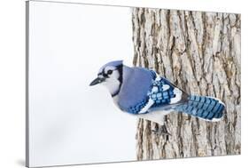 Wichita County, Texas. Blue Jay, Cyanocitta Cristata, Feeding in Snow-Larry Ditto-Stretched Canvas