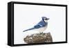 Wichita County, Texas. Blue Jay, Cyanocitta Cristata, Feeding in Snow-Larry Ditto-Framed Stretched Canvas