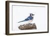 Wichita County, Texas. Blue Jay, Cyanocitta Cristata, Feeding in Snow-Larry Ditto-Framed Photographic Print