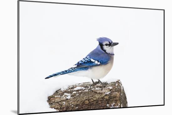 Wichita County, Texas. Blue Jay, Cyanocitta Cristata, Feeding in Snow-Larry Ditto-Mounted Photographic Print