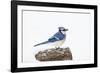 Wichita County, Texas. Blue Jay, Cyanocitta Cristata, Feeding in Snow-Larry Ditto-Framed Photographic Print