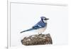 Wichita County, Texas. Blue Jay, Cyanocitta Cristata, Feeding in Snow-Larry Ditto-Framed Photographic Print