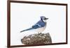 Wichita County, Texas. Blue Jay, Cyanocitta Cristata, Feeding in Snow-Larry Ditto-Framed Photographic Print