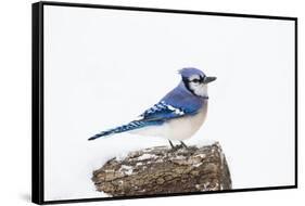 Wichita County, Texas. Blue Jay, Cyanocitta Cristata, Feeding in Snow-Larry Ditto-Framed Stretched Canvas