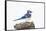 Wichita County, Texas. Blue Jay, Cyanocitta Cristata, Feeding in Snow-Larry Ditto-Framed Stretched Canvas