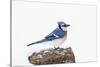 Wichita County, Texas. Blue Jay, Cyanocitta Cristata, Feeding in Snow-Larry Ditto-Stretched Canvas