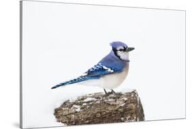 Wichita County, Texas. Blue Jay, Cyanocitta Cristata, Feeding in Snow-Larry Ditto-Stretched Canvas