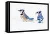 Wichita County, Texas. Blue Jay, Cyanocitta Cristata, Feeding in Snow-Larry Ditto-Framed Stretched Canvas