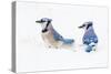 Wichita County, Texas. Blue Jay, Cyanocitta Cristata, Feeding in Snow-Larry Ditto-Stretched Canvas