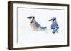 Wichita County, Texas. Blue Jay, Cyanocitta Cristata, Feeding in Snow-Larry Ditto-Framed Photographic Print