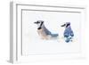 Wichita County, Texas. Blue Jay, Cyanocitta Cristata, Feeding in Snow-Larry Ditto-Framed Photographic Print