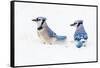 Wichita County, Texas. Blue Jay, Cyanocitta Cristata, Feeding in Snow-Larry Ditto-Framed Stretched Canvas