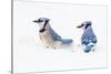 Wichita County, Texas. Blue Jay, Cyanocitta Cristata, Feeding in Snow-Larry Ditto-Stretched Canvas
