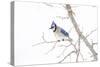 Wichita County, Texas. Blue Jay, Cyanocitta Cristata, Feeding in Snow-Larry Ditto-Stretched Canvas