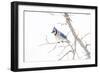 Wichita County, Texas. Blue Jay, Cyanocitta Cristata, Feeding in Snow-Larry Ditto-Framed Photographic Print