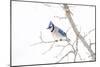 Wichita County, Texas. Blue Jay, Cyanocitta Cristata, Feeding in Snow-Larry Ditto-Mounted Photographic Print