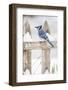 Wichita County, Texas. Blue Jay, Cyanocitta Cristata, Feeding in Snow-Larry Ditto-Framed Photographic Print