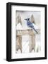 Wichita County, Texas. Blue Jay, Cyanocitta Cristata, Feeding in Snow-Larry Ditto-Framed Photographic Print