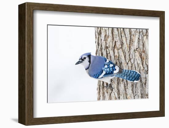 Wichita County, Texas. Blue Jay, Cyanocitta Cristata, Feeding in Snow-Larry Ditto-Framed Photographic Print