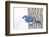 Wichita County, Texas. Blue Jay, Cyanocitta Cristata, Feeding in Snow-Larry Ditto-Framed Photographic Print