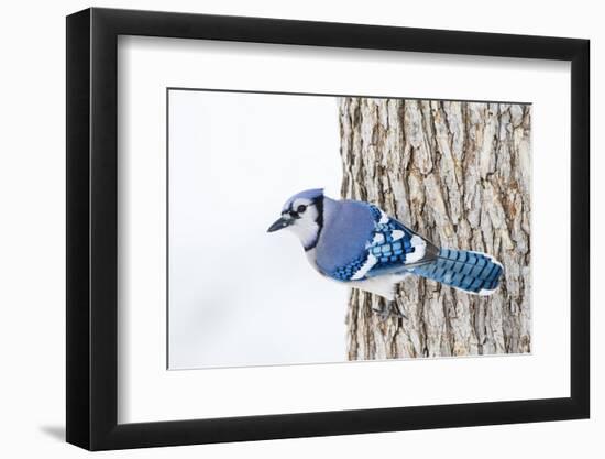 Wichita County, Texas. Blue Jay, Cyanocitta Cristata, Feeding in Snow-Larry Ditto-Framed Photographic Print